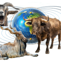 Animals and Geomagnetic lines Animals and Geomagnetic lines