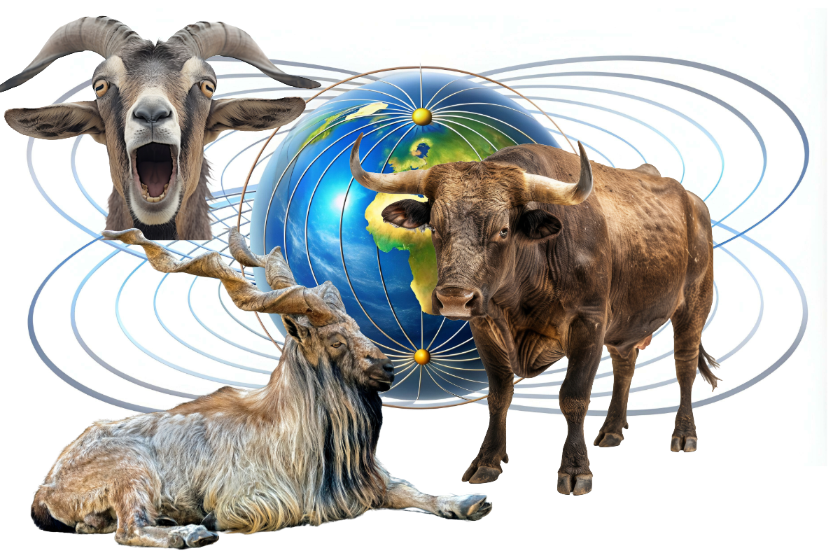 Animals and Geomagnetic lines Animals and Geomagnetic lines